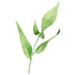 Green leaf watercolor hand drawn illustration isolated on white background. Botanical painted leaf clipart. Perfect for wedding invitations, greeting cards, packaging, wrapping