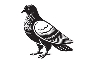 Pigeon Silhouette