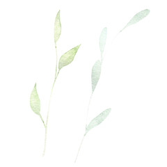 Green leaves branch watercolor hand drawn illustration isolated on white background. Botanical painted leaf clipart. Perfect for wedding invitations, greeting cards, packaging, wrapping