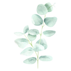 Eucalyptus watercolor hand drawn isolated on white background. Botanical illustration of branch. Floral clipart element for wedding invitations, greeting cards, design of stationery, packaging