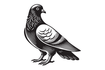 Pigeon Silhouette