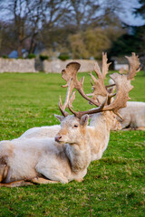 Vertical shot of a white deer lies on the grass and looks at the camera in the park of Deer Park, Mallow, Ireland