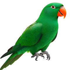 Vibrant Green Parrot with Orange Beak on Transparent Background