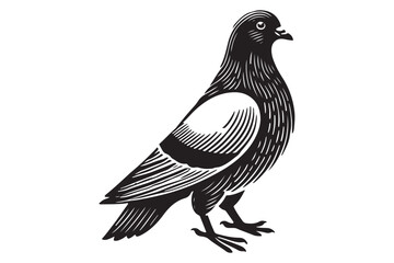 Pigeon Silhouette