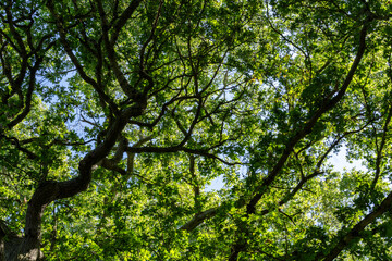 Green foliage and silhouette tree trunk and branches back-lit by bright sunlight