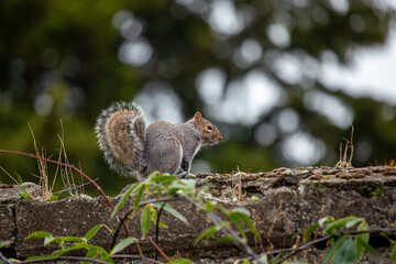 Grey Squirrel (Sciurus carolinensis) spotted in National Botanic Gardens, Dublin
