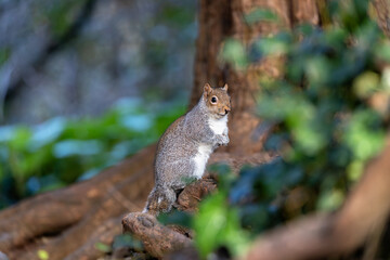 Grey Squirrel (Sciurus carolinensis) spotted in National Botanic Gardens, Dublin