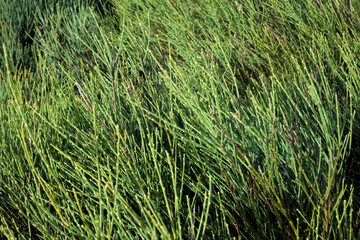Detail of a green Cytisus oromediterraneus mountain broom bush in horizontal