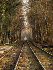 Fototapeta premium Tranvia rail en Frankfurt atravesando los bosques