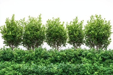 Fototapeta premium A row of green-leaved bushes