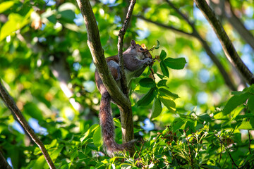 Grey Squirrel (Sciurus carolinensis) spotted in National Botanic Gardens, Dublin