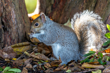 Grey Squirrel (Sciurus carolinensis) spotted in National Botanic Gardens, Dublin