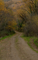 Fototapeta premium Dirt road uphill in autumn towards forest with yellow leaves vertically