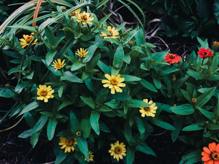 flowers in the garden