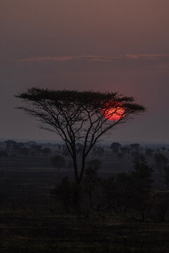 Amanecer en el Serengeti - Tanzania
