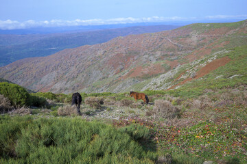 Free horses in a high mountain area in spring, horizontal