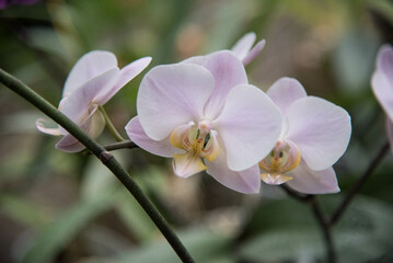 A white orchid grows in a pot. Orchid close up. 