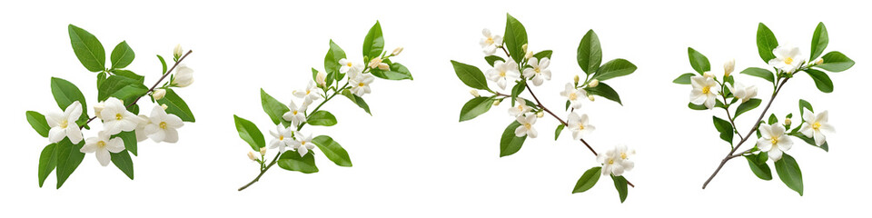 Fototapeta premium White Blossom Branches Collection - Isolated on Transparent Background