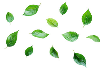 Fototapeta premium Fresh Green Leaves Collection – A Beautiful Assortment of Vibrant Botanical Elements Perfect for Eco-Friendly and Nature-Inspired Designs – Isolated on Transparent Background