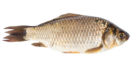 Crucian carp isolated closeup