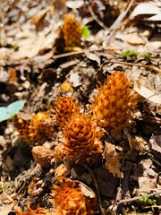 Poking through the leaves