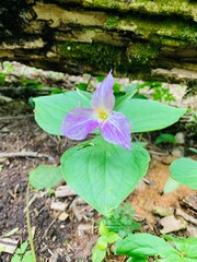 Purple Trillium