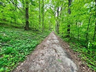 Lush Green Pathway