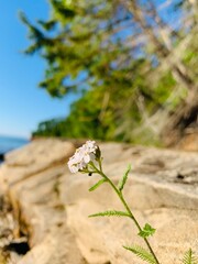 Flower in the rocks