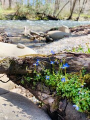 Purple flowers by a river