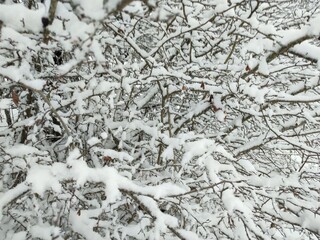 thick black branches of bushes and trees covered with a layer of white snow, cold fresh frosty day in a beautiful winter forest or park
