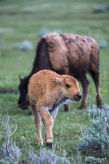 Fototapeta premium Bison calf explores the grassy plains of the Northwestern United States during a tranquil spring morning