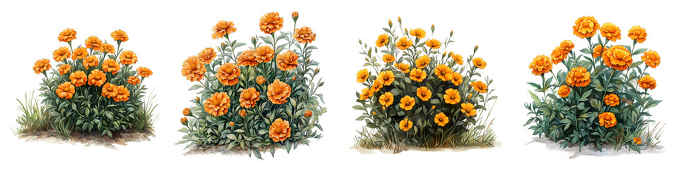 Set of Vibrant Orange Marigold Flowers with Green Leaves – Perfect for Garden Designs, Seasonal Floral Art, and Botanical Illustrations – Isolated on Transparent Background