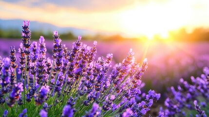 Lavender field sunset; idyllic rural scene, peaceful background, perfect for relaxation or travel promotion