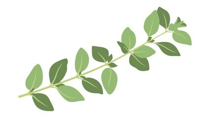 Oregano Illustration Colored with Outlined Stroke Simplified Isolated Vector Art