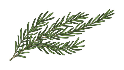 Fototapeta premium Rosemary Illustration Colored Varied Width Strokes Isolated Vector Art