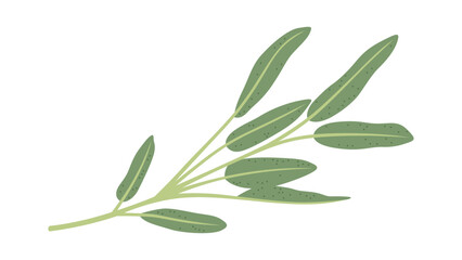 Sage Illustration Colored Simplified Isolated Vector Art