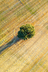 drone aerial directly above view of a isolated tree in a mowed wheat field in summer at sundown. Solitude concept background