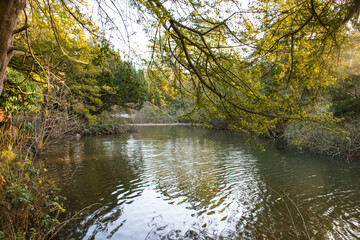 autumn trees reflected in water