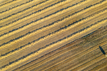 mowed wheat field in summer at sunset, aerial top view with drone