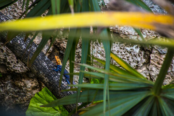 Obraz premium Iguana with an orange coloured head hiding in the foliage.
