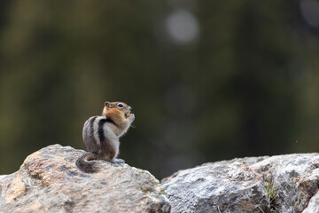 Chipmunk foraging for food on rocky surface in Northwestern United States during daylight hours