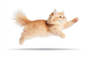 Playful orange cat leaps in mid-air against a white background, showcasing agility and joy