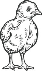 Baby turkey standing front view poultry farm animal bird livestock engraving hand drawn illustration black white isolated vintage line art sketch silhouette graphic style poster label web