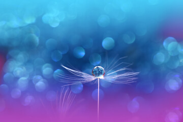 Beautiful Nature Background.Floral Art Design.Abstract Macro Photography.Pastel Flower.Dandelion Flowers.Blue Background.Creative Artistic Wallpaper.Wedding Invitation.Celebration,love.Close up View.
