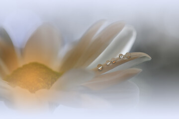 Beautiful Macro Photo.Colorful Flowers.Border Art Design.Magic Light.Close up Photography.Conceptual Abstract Image.White Background.Fantasy Floral Art.Creative Wallpaper.Beautiful Nature.Water Drops.