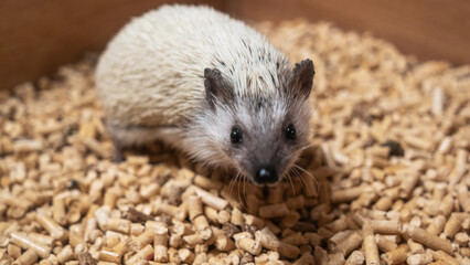 Explore the enchanting world of African pygmy hedgehogs at the Hedgehog Museum, where visitors can interact with these adorable creatures and learn about their unique behaviors and habitats.