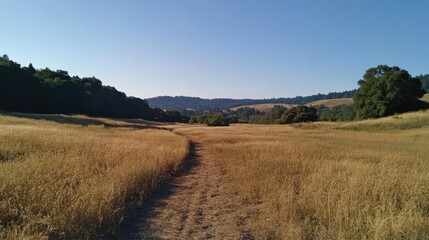 Serene Golden Meadow Path: A Tranquil Countryside Vista