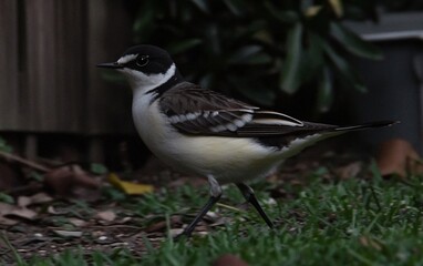 Stunning Black And White Wagtail Bird on Grass