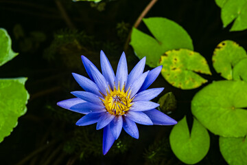 Blue Water Lily in Bloom