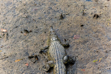 Crocodile Walking on Muddy Shore